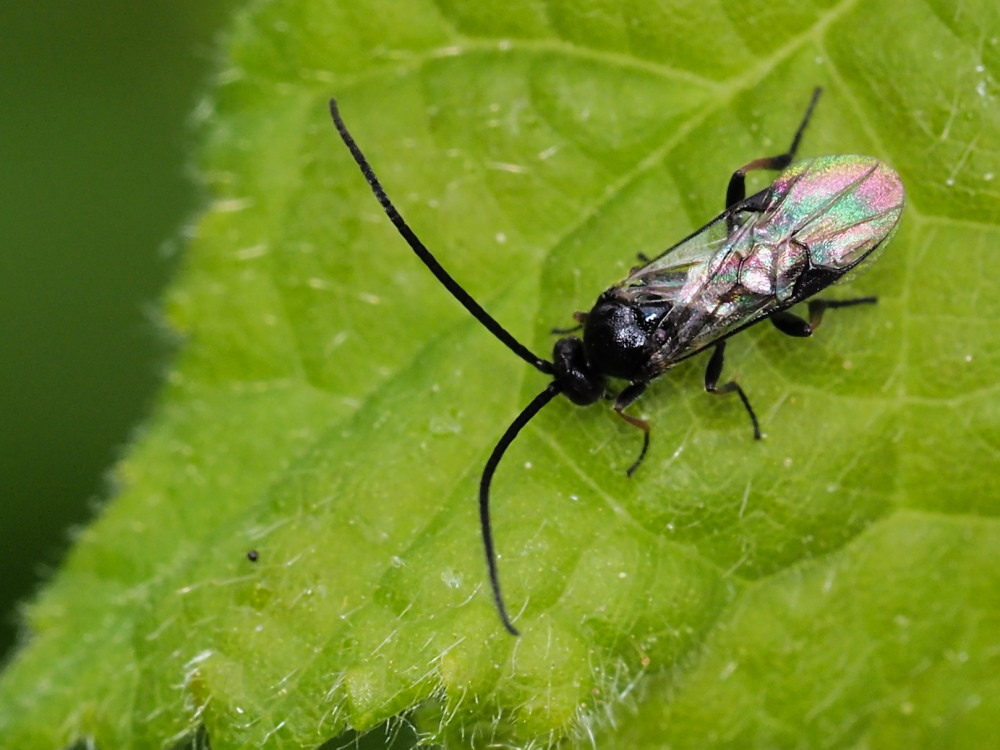 Braconidae? S !