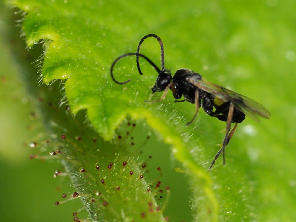 Braconidae? S !