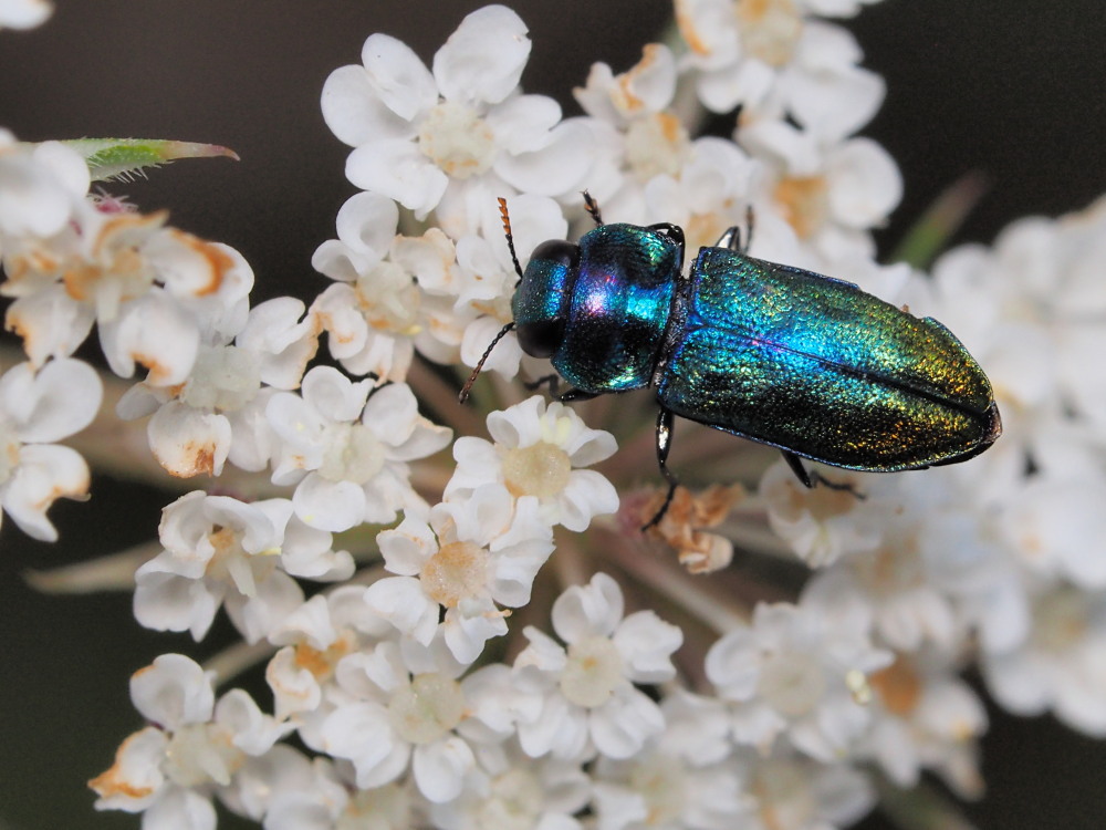 Buprestide: Anthaxia thalassophila, maschio