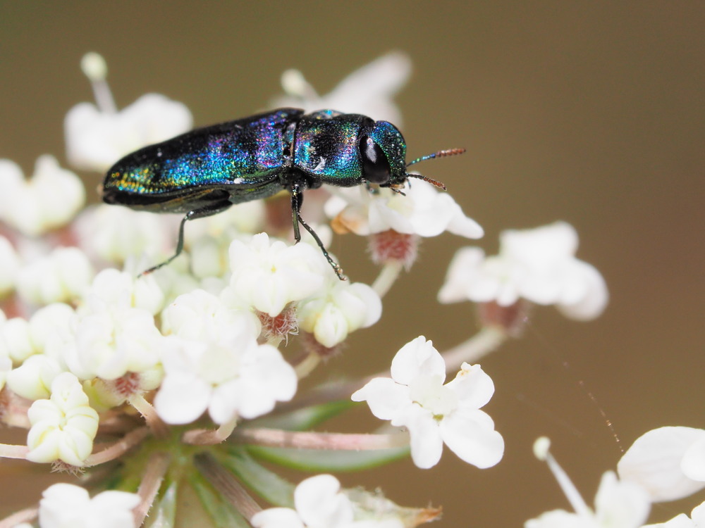 Buprestide: Anthaxia thalassophila, maschio