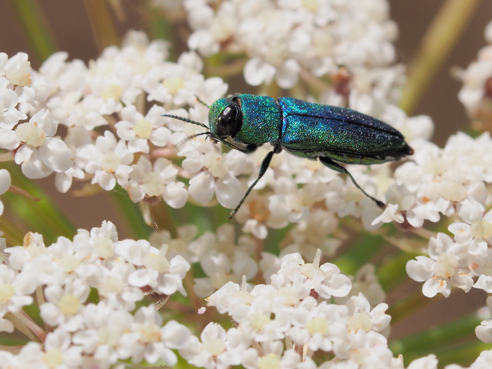 Buprestidae: Anthaxia millefolii polychloros, femmina