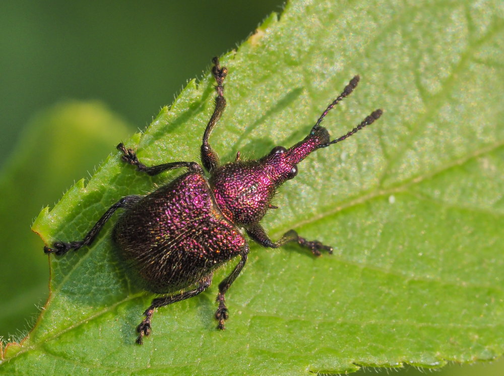Rhinchitidae: Rhynchites auratus ?  Sì, maschio!