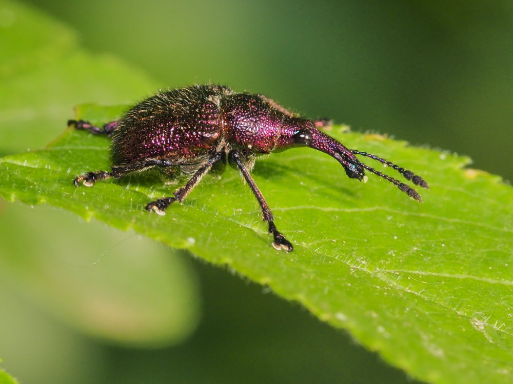 Rhinchitidae: Rhynchites auratus ?  Sì, maschio!