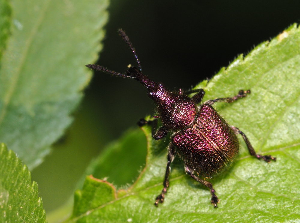 Rhinchitidae: Rhynchites auratus ?  Sì, maschio!