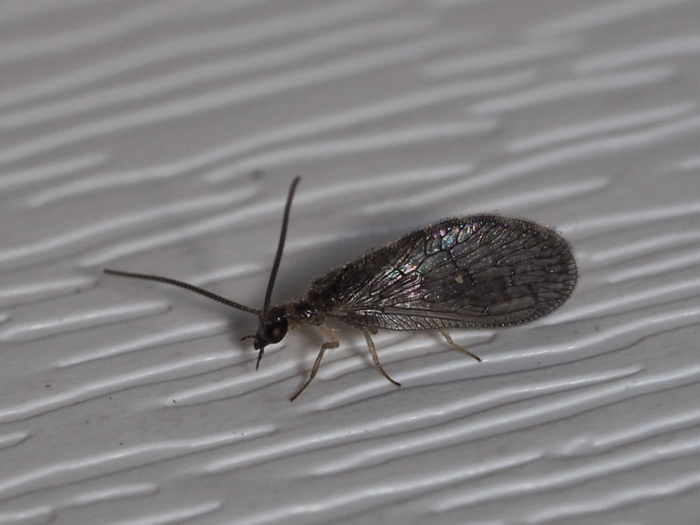 Emerobiidae: Sympherobius sp.