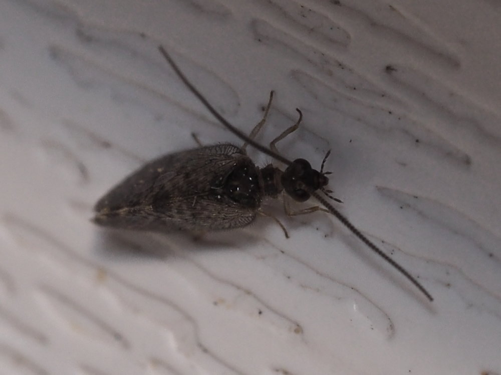 Emerobiidae: Sympherobius sp.