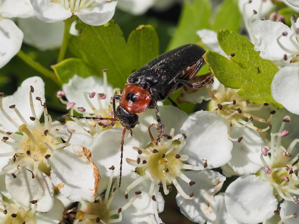 Cantharidae: Cantharis rustica