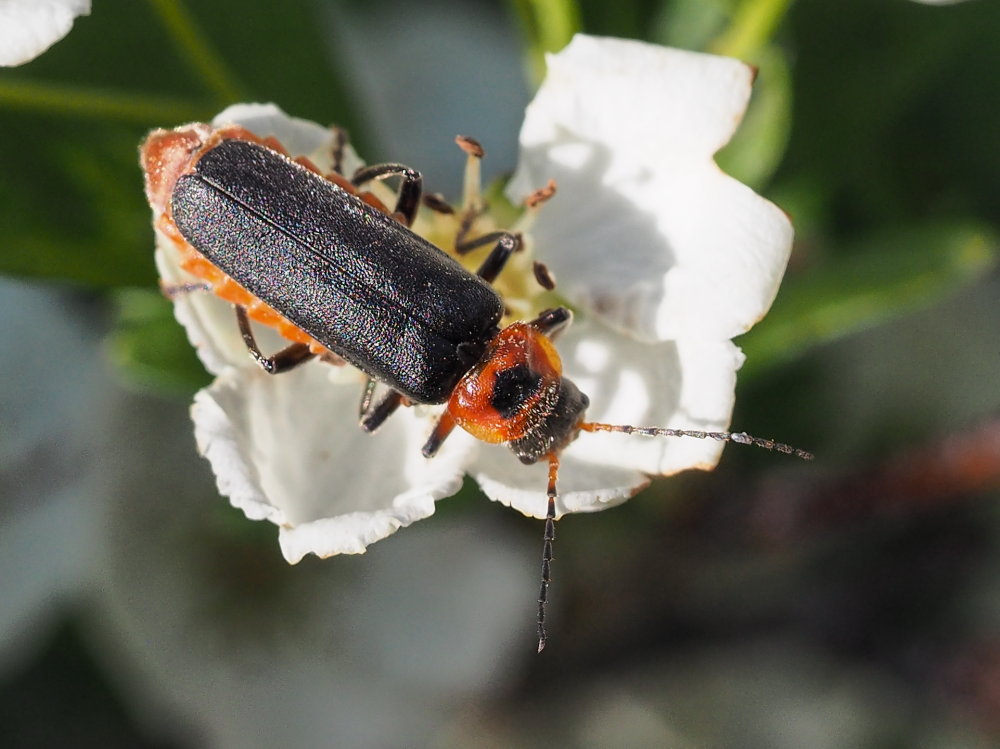 Cantharidae: Cantharis rustica