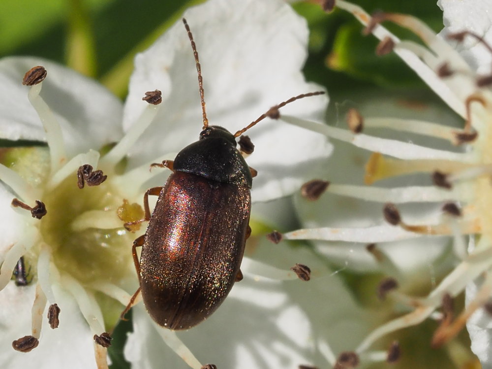 Tenebrionidae Alleculinae: Isomira sp.