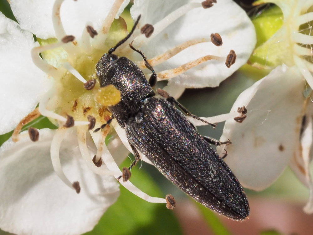 Elateridae da identificare