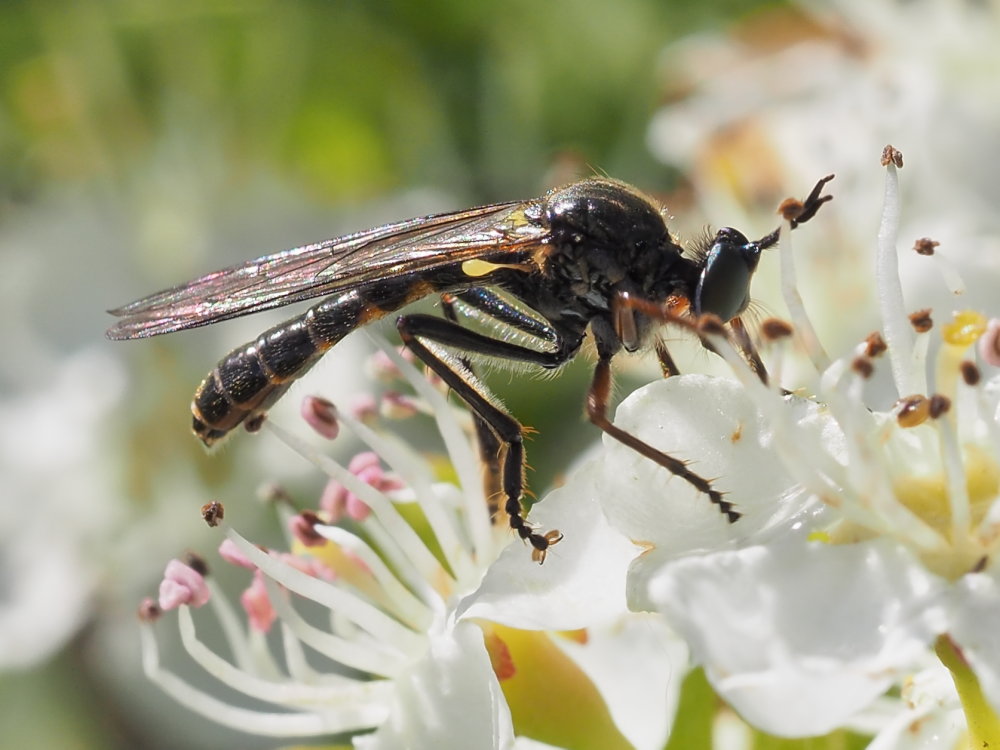 Asilidae: Dioctria sp.