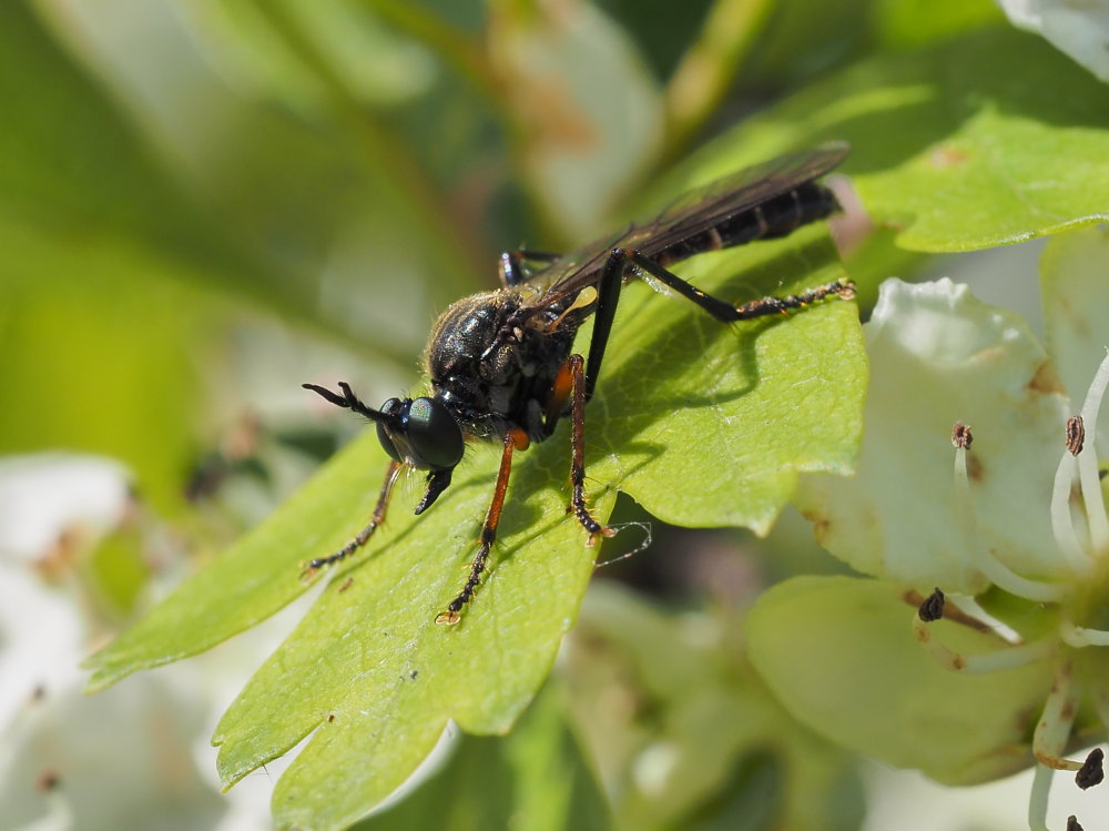 Asilidae: Dioctria sp.