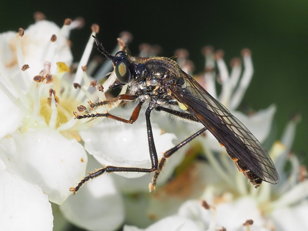 Asilidae: Dioctria sp.