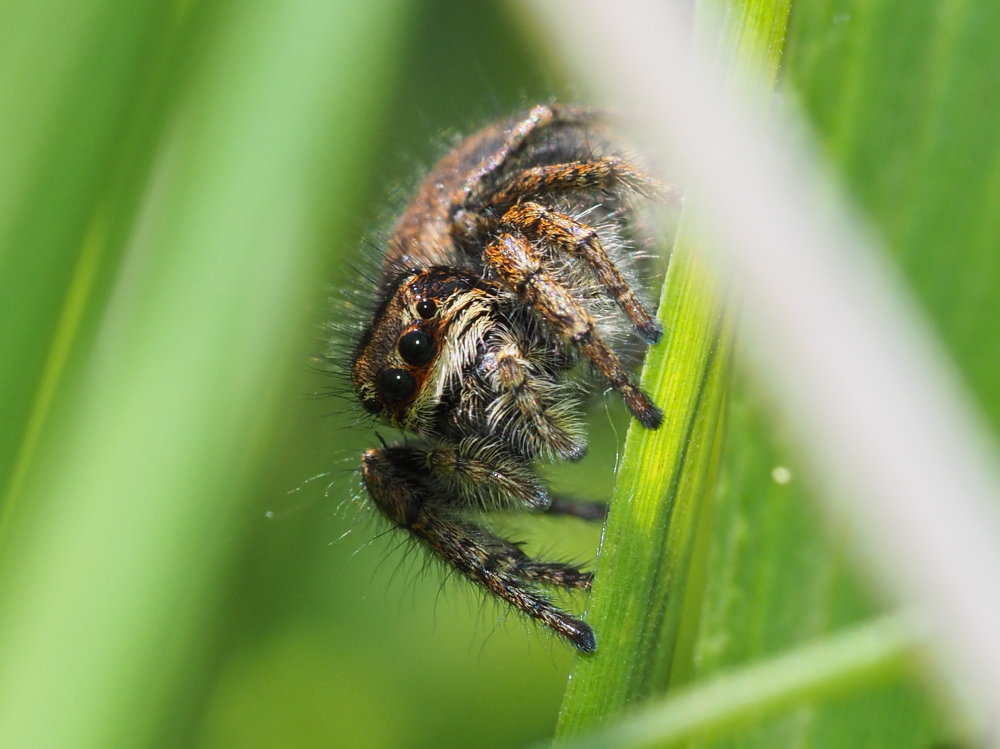 Evarcha cfr. jucunda e altro Salticidae - Ancona e provincia