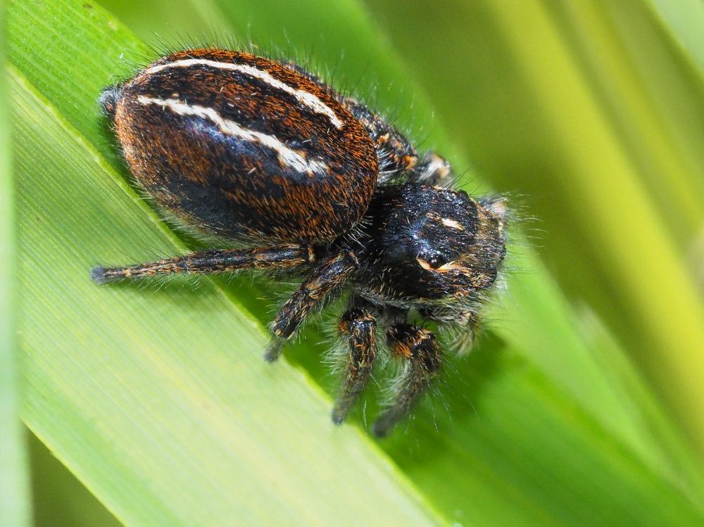 Evarcha cfr. jucunda e altro Salticidae - Ancona e provincia