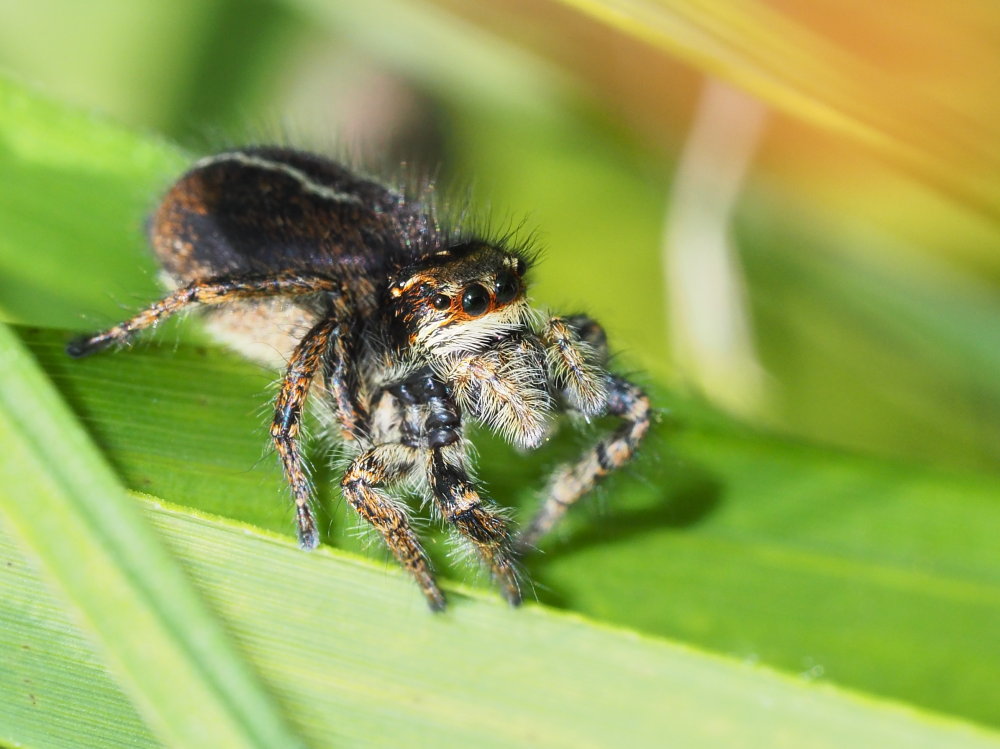 Evarcha cfr. jucunda e altro Salticidae - Ancona e provincia