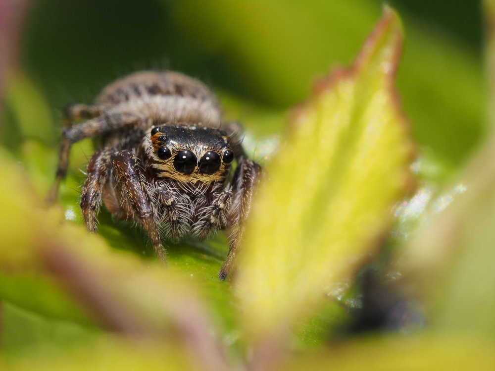 Evarcha cfr. jucunda e altro Salticidae - Ancona e provincia