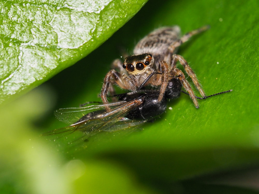 Evarcha cfr. jucunda e altro Salticidae - Ancona e provincia