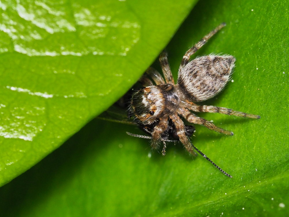 Evarcha cfr. jucunda e altro Salticidae - Ancona e provincia