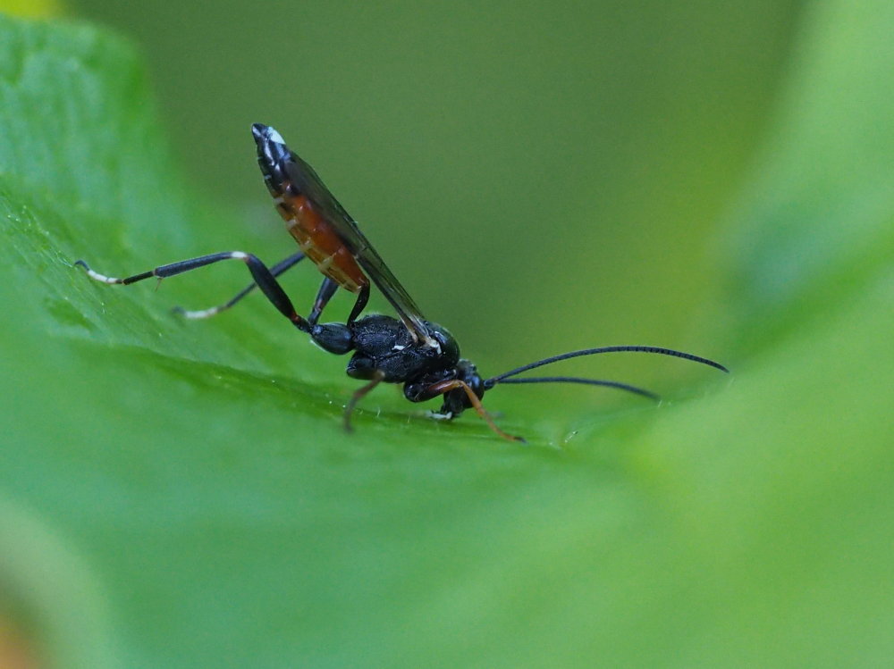 Ichneumonidae da identificare