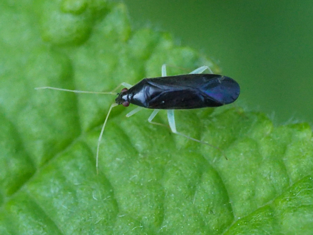 Miridae: Phylus coryli