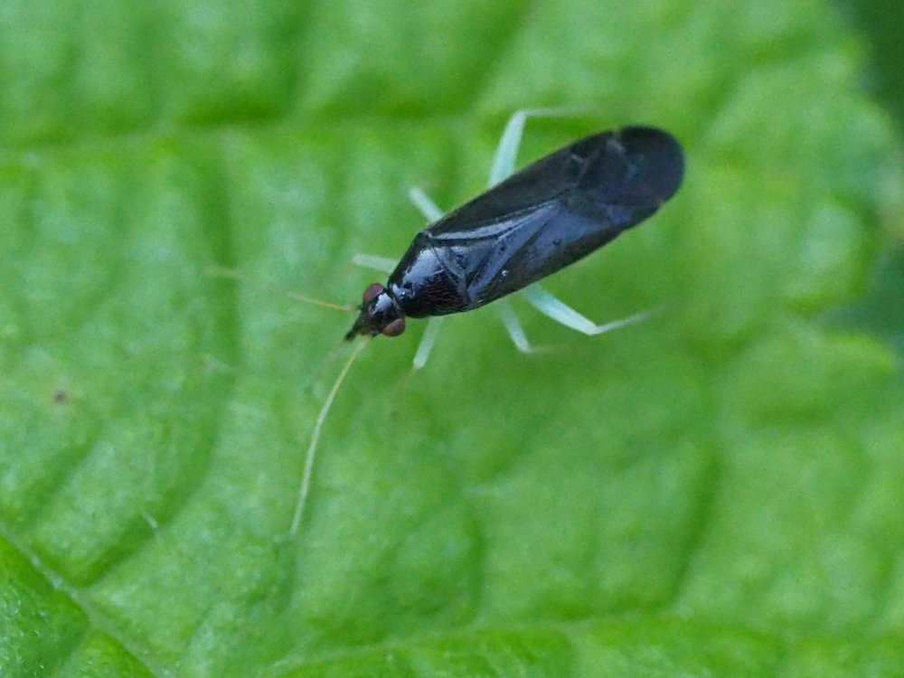 Miridae: Phylus coryli