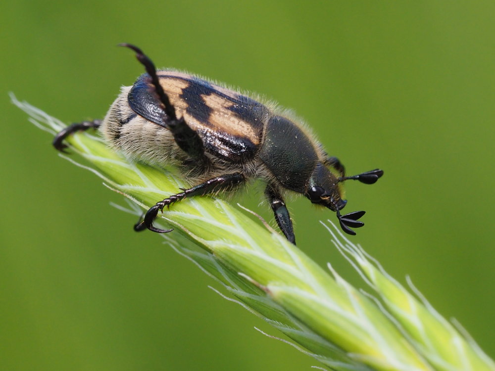 Rutelidae: Anisoplia monticola?  S !