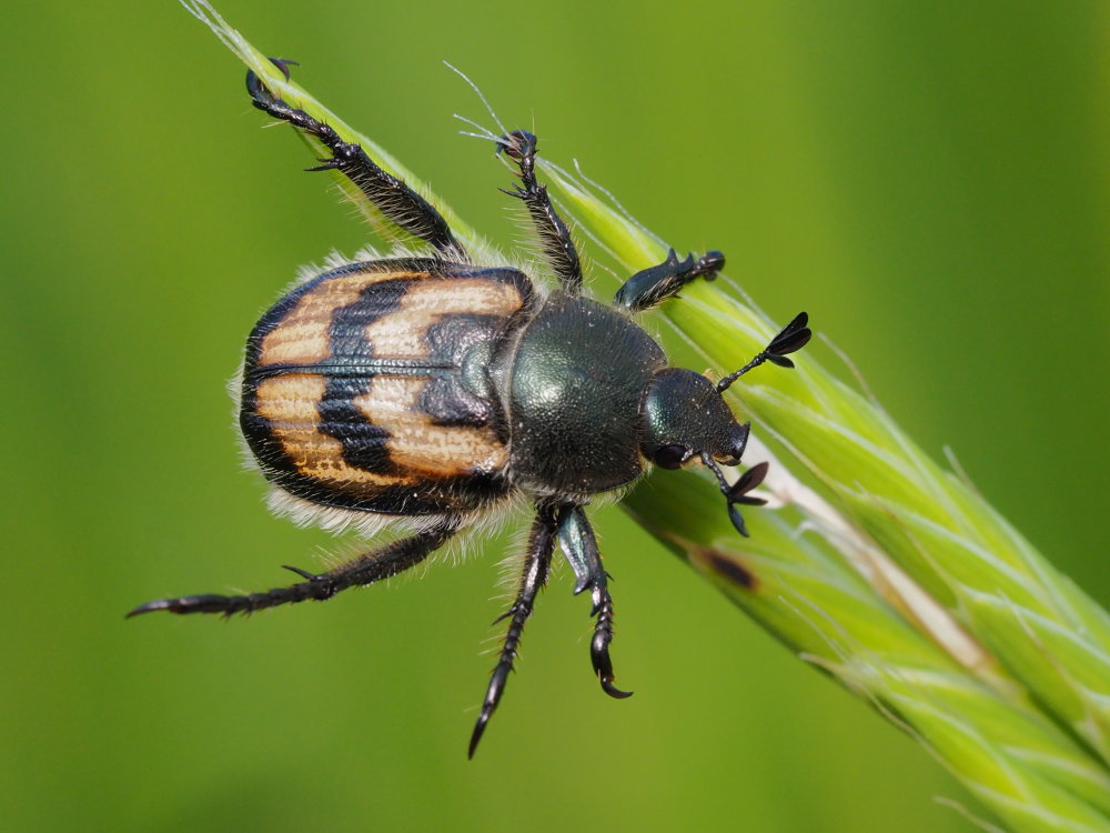 Rutelidae: Anisoplia monticola?  S !