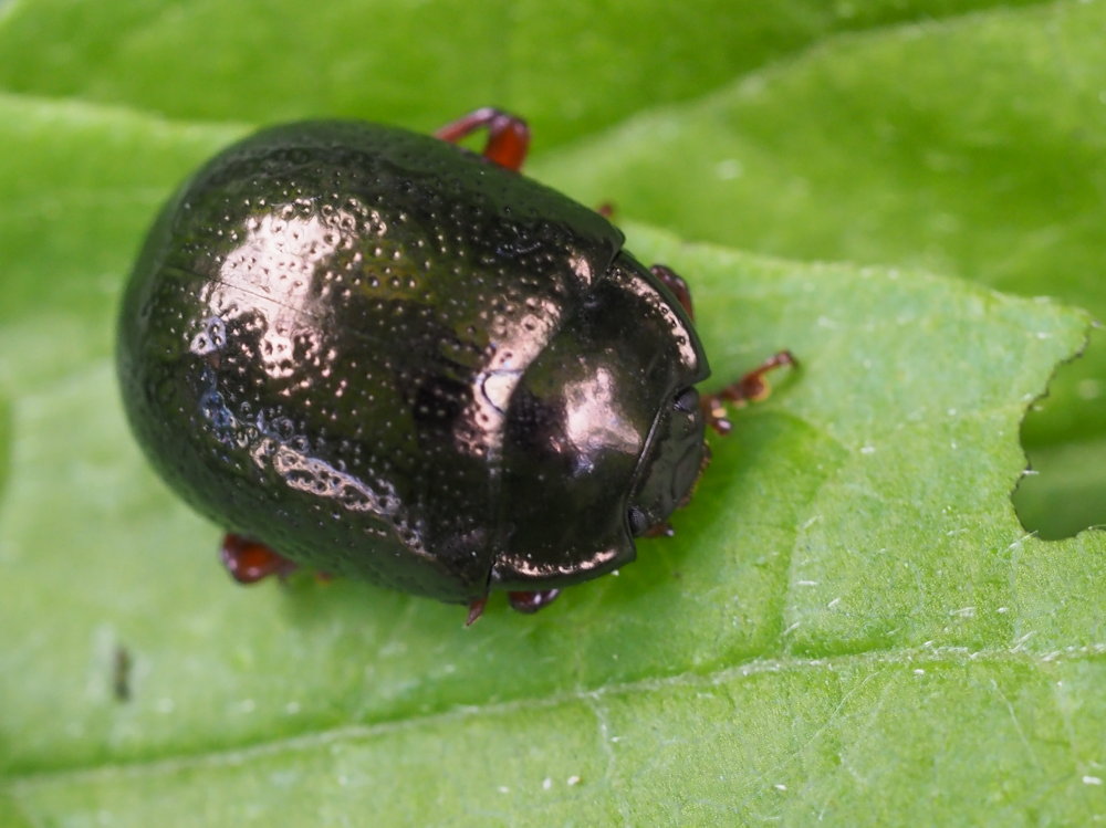 Chrysolina bankii? S.