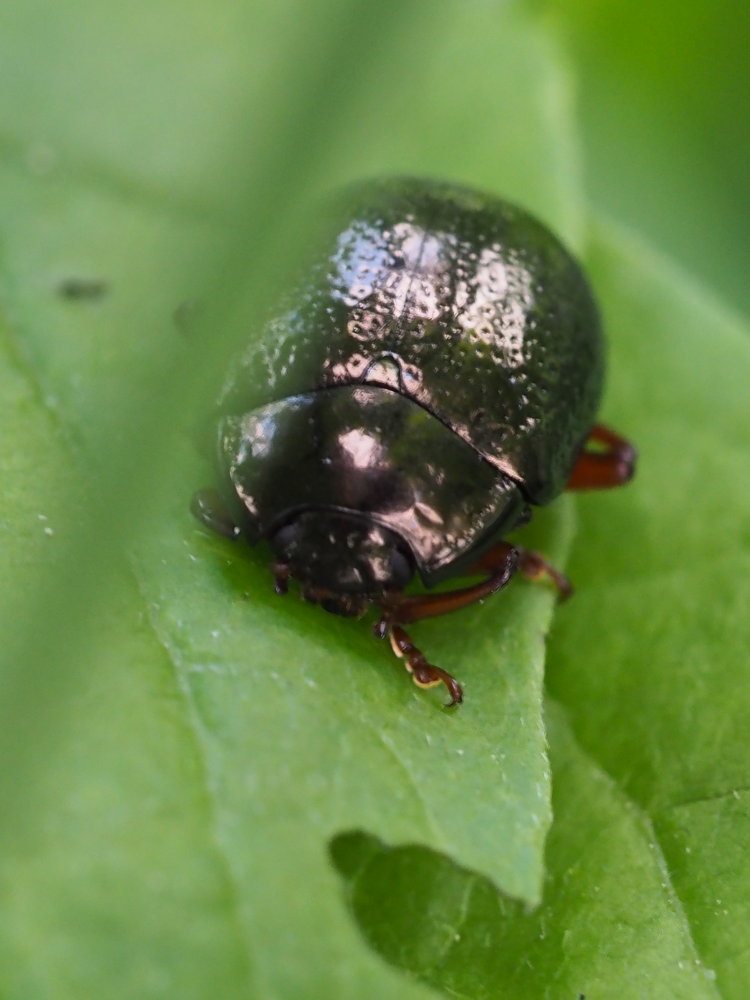 Chrysolina bankii? S.