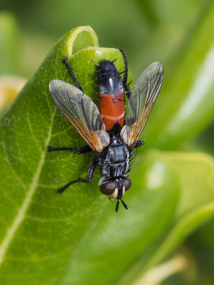 Tachinidae: Cylindromyia sp.