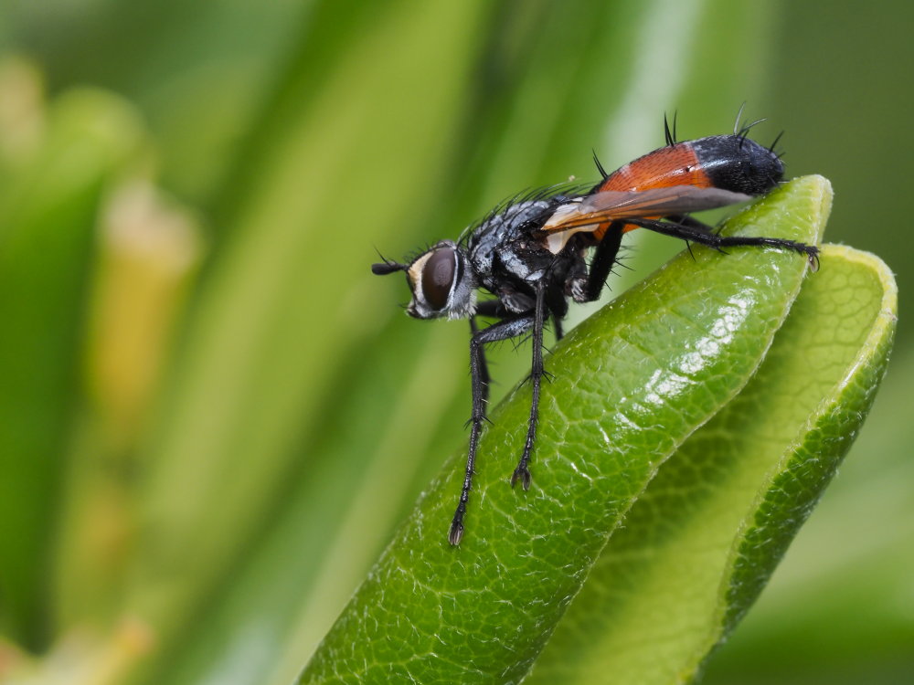 Tachinidae: Cylindromyia sp.