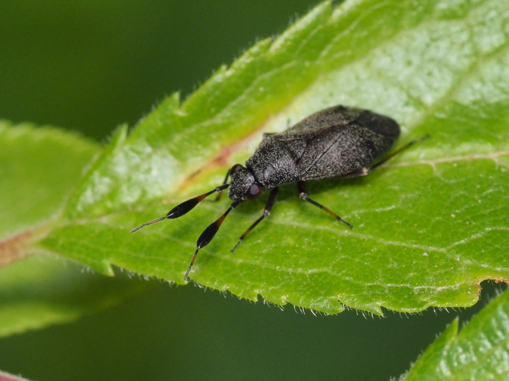 Miridae: Heterocordylus italicus