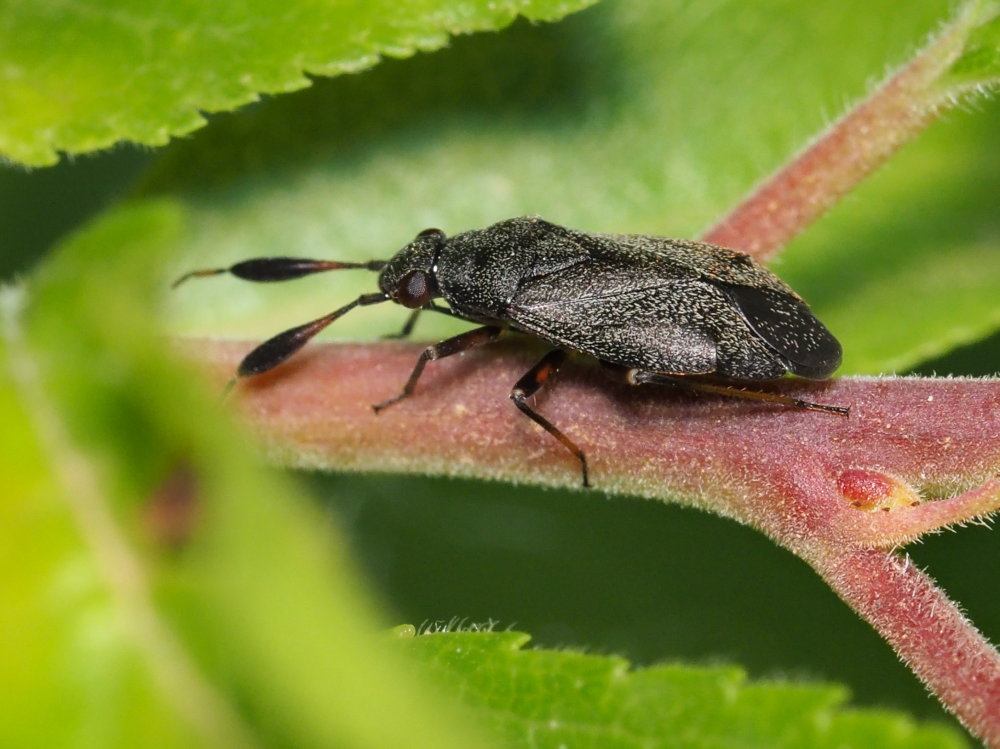 Miridae: Heterocordylus italicus