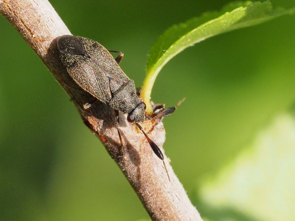 Miridae: Heterocordylus italicus