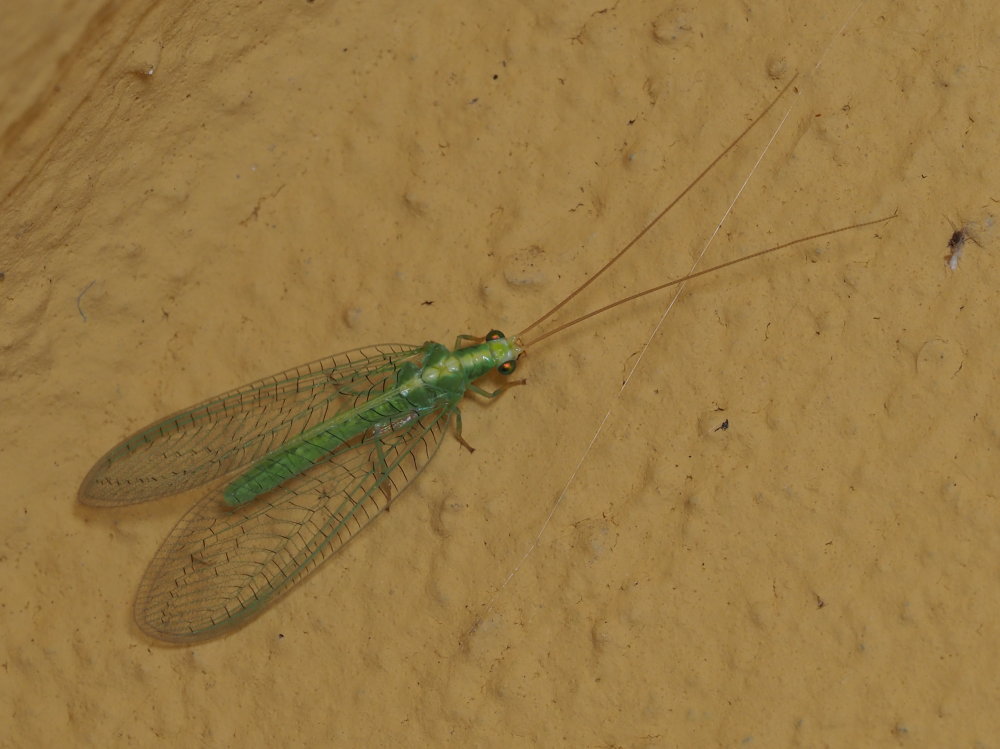 Chrysopa viridana