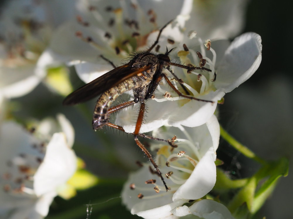 Empididae? Si. Empis (Euempis) tessellata maschio