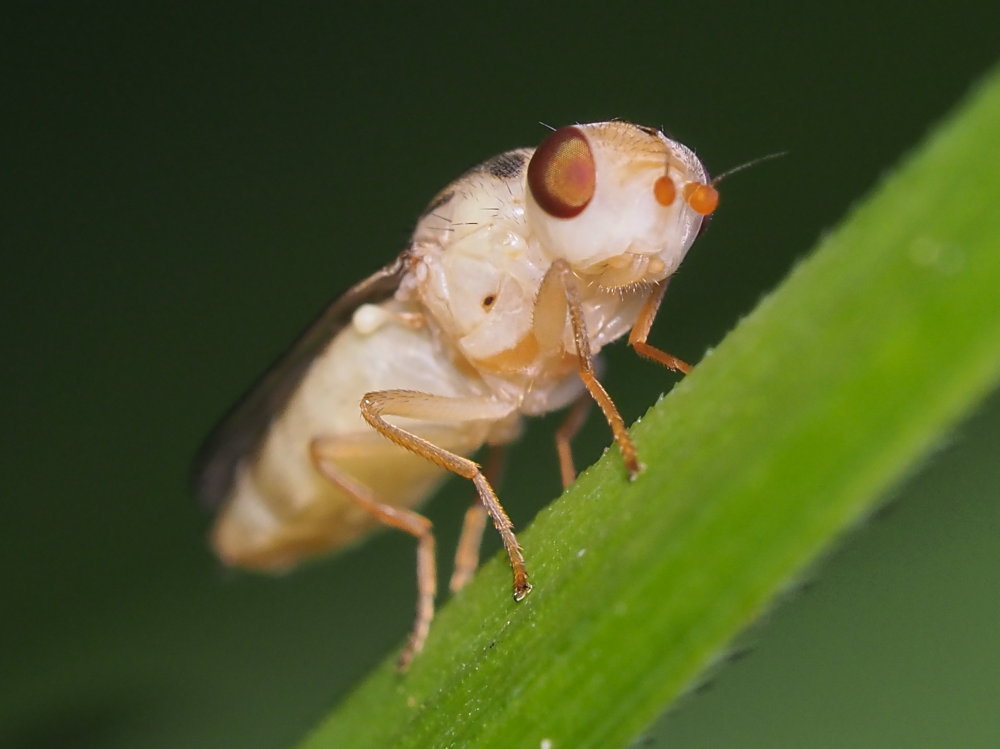 Chloropidae? Da identificare