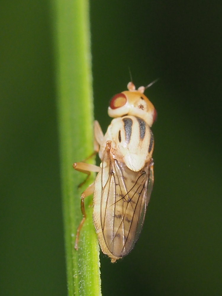 Chloropidae? Da identificare