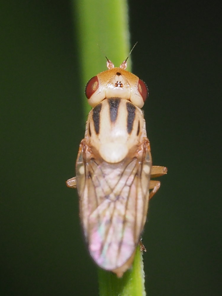 Chloropidae? Da identificare