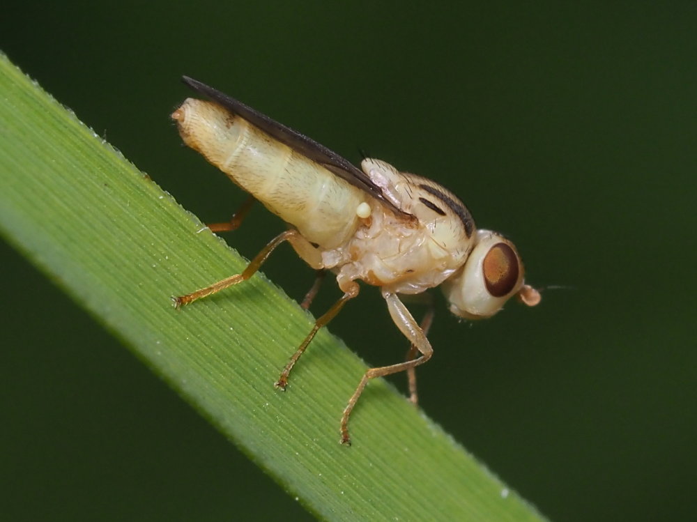 Chloropidae? Da identificare