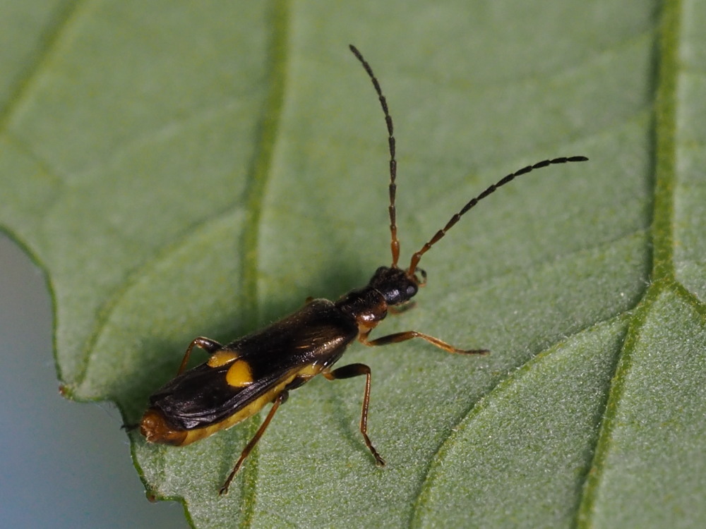 Cantharidae:  Malthodes o Malthinus?:  Malthodes sp.