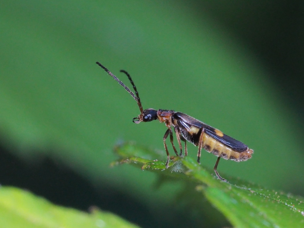 Cantharidae:  Malthodes o Malthinus?:  Malthodes sp.