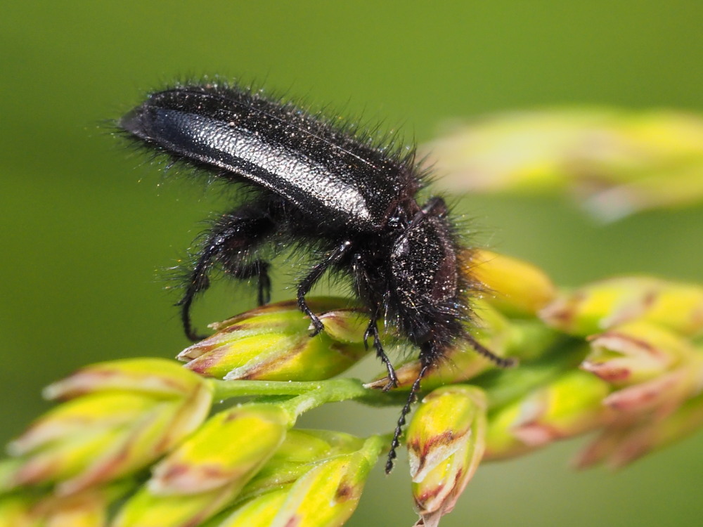 Tenebrionidae? No, Dasytidae:  Enicopus pilosus, maschio