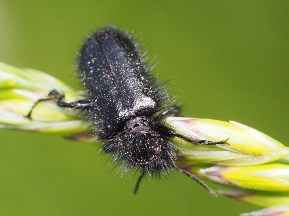 Tenebrionidae? No, Dasytidae:  Enicopus pilosus, maschio