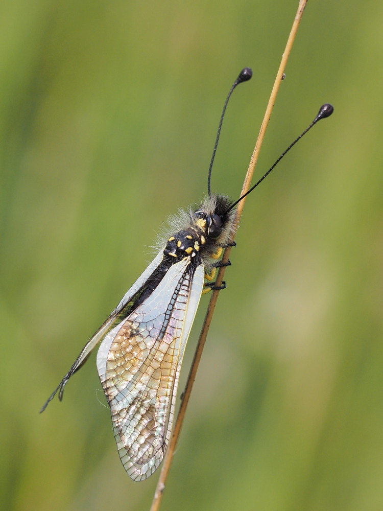 Libelloides lacteus? S !