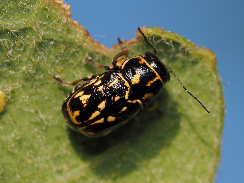 Chrysomelidae: P. exclusus etruscus