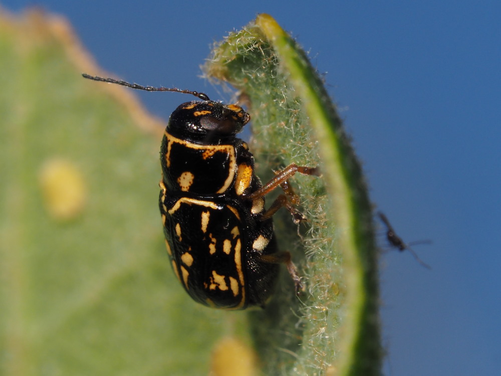 Chrysomelidae: P. exclusus etruscus