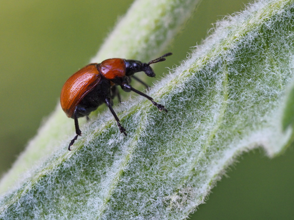 Attelabus nitens (Attelabidae) al lavoro