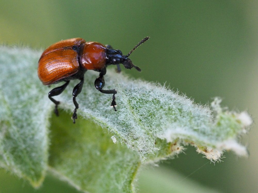 Attelabus nitens (Attelabidae) al lavoro